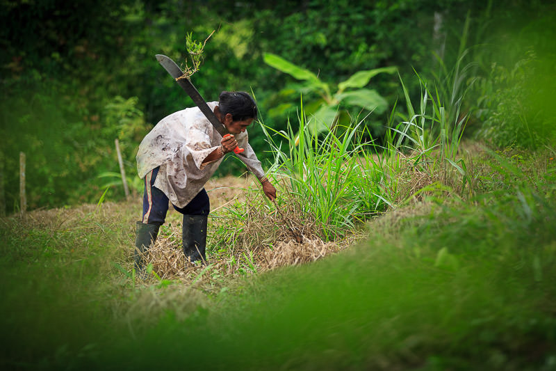 agriculture-kogis-sierra-nevada-santa-marta-colombia